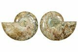 Cut & Polished Ammonite Fossil - Madagascar #369587-1